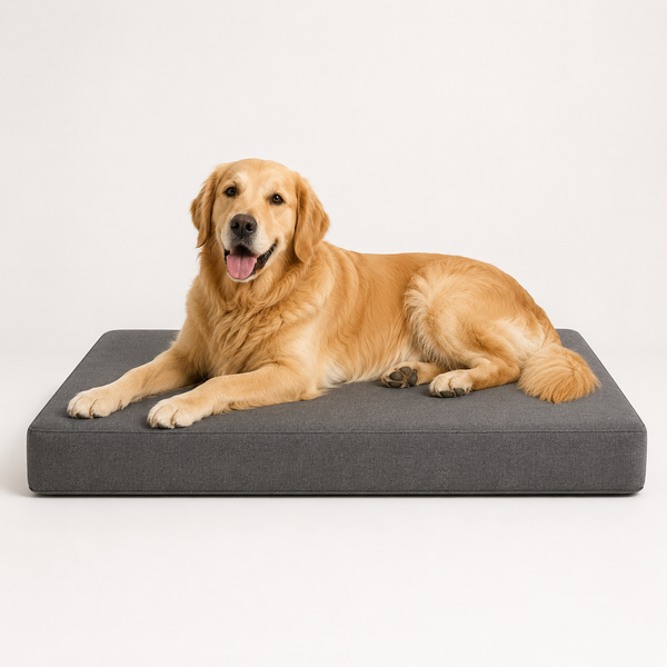 OG Orthopedic Bed