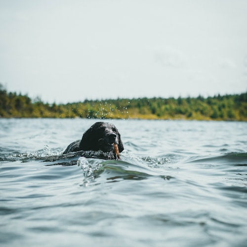 Black labrador in water