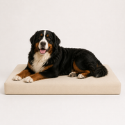 OG Orthopedic Bed