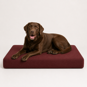 OG Orthopedic Bed