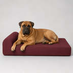 OG Orthopedic Bed