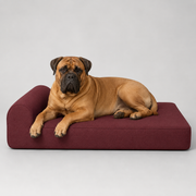 OG Orthopedic Bed