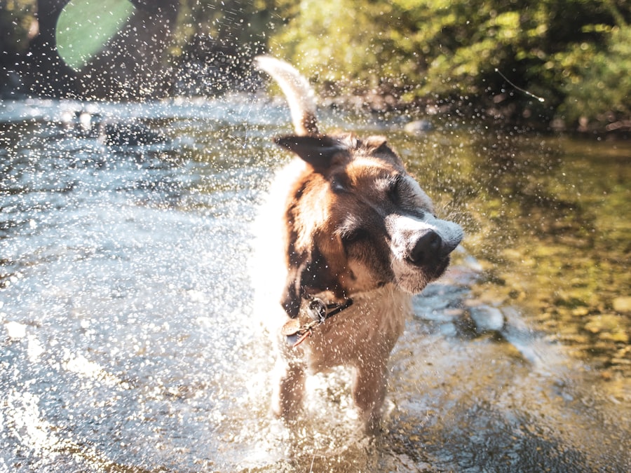 Dog cooling off in water on a hot day