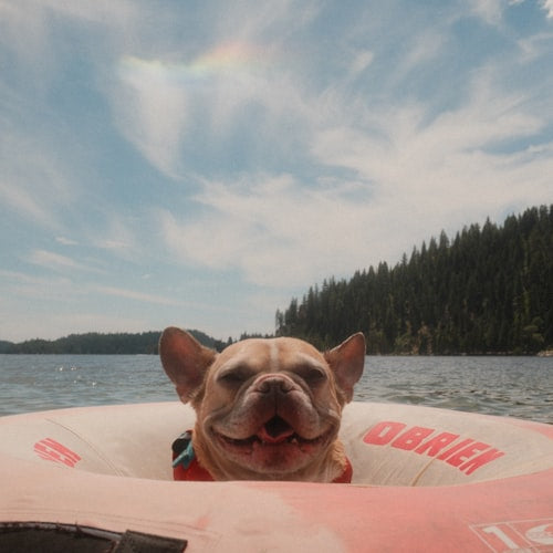 French bulldog enjoying lake day