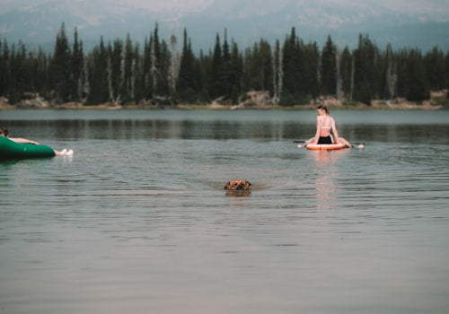 Dog swimming near paddleboarder
