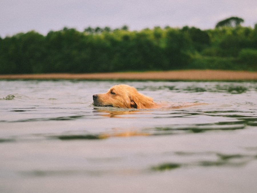 Golden retriever swimming in lake