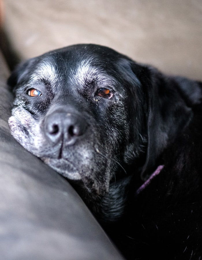 Senior dog resting comfortably on a couch